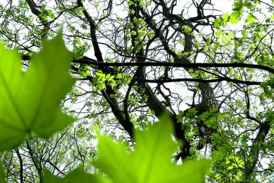 Low angle view of trees