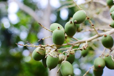 Close-up of fruits growing on tree