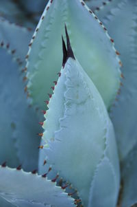 Close-up of succulent plant