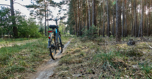 Rear view of bicycle on road amidst trees in forest