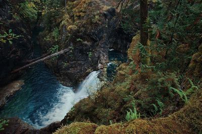 Scenic view of waterfall in forest