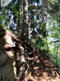 Close-up of tree trunk in forest