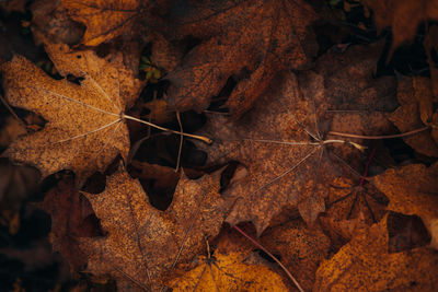 High angle view of dry maple leaves