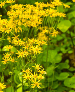 Close-up of yellow flowering plants