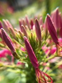 Close-up of pink flowers blooming outdoors