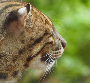 Close-up of cat looking away