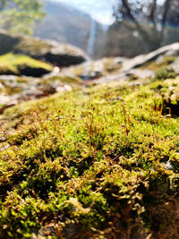 Close-up of moss growing on field