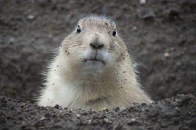 Close-up portrait of animal