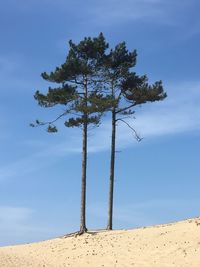 Surviving trees in the dunes