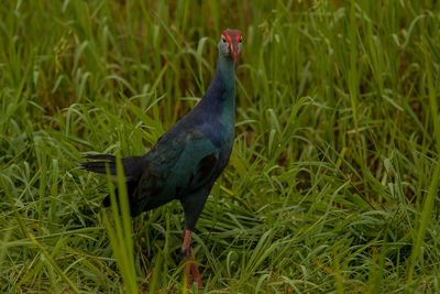 Black bird on grass
