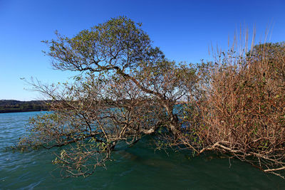 Scenic view of river against clear blue sky