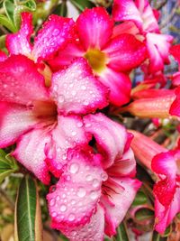 Close-up of wet pink flowers