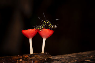 Close-up of red berries on table against black background