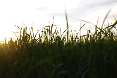 Close-up of grass on field against sky