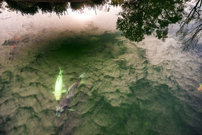 High angle view of turtle swimming in lake