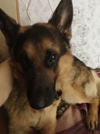 Close-up portrait of dog relaxing on bed at home