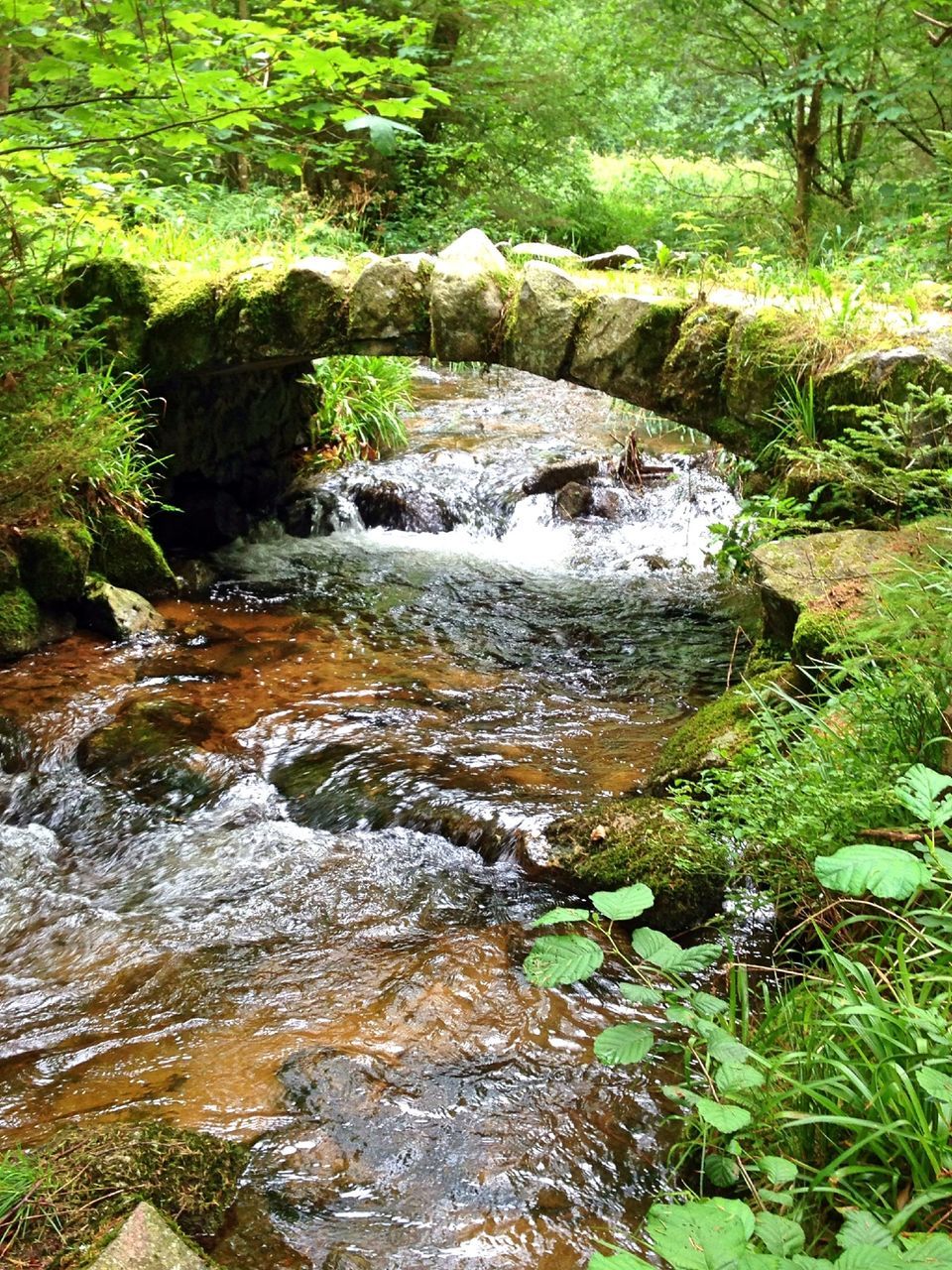 water, forest, stream, tranquility, nature, beauty in nature, scenics, tranquil scene, tree, flowing water, rock - object, flowing, green color, growth, river, plant, non-urban scene, day, idyllic, no people