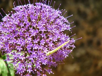 Close-up of insect on purple flowers