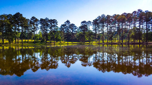 Reflection of trees in lake