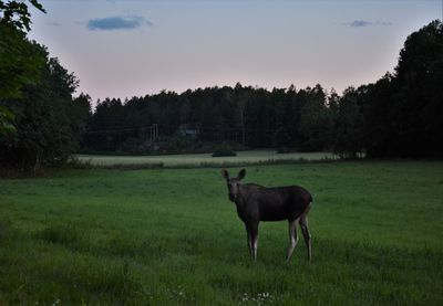 Horse standing in a field