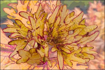 Close-up of multi colored flower