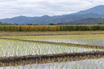 Scenic view of agricultural field against sky