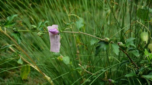 Close-up of rose of sharon sharon hibiscus in field with striped fabric swath