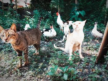 group of animals