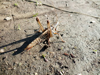 High angle view of insect on ground