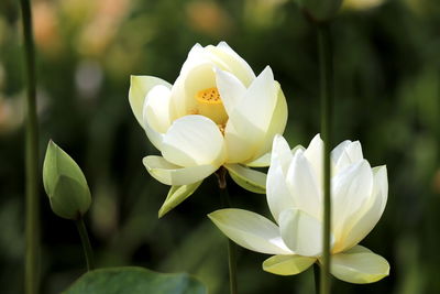 Close-up of white flowering plant