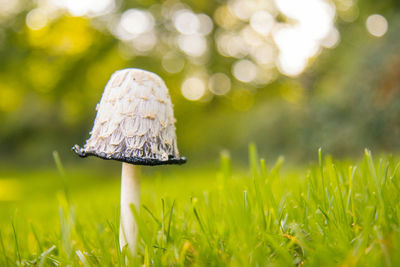 Close-up of mushroom growing on grassy field