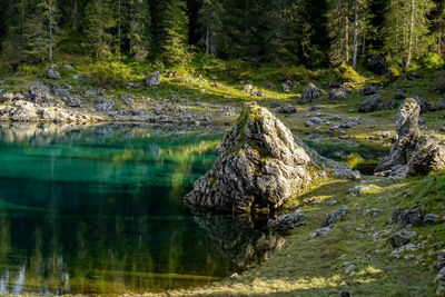 Scenic view of lake in forest