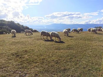 Cows grazing on field against sky