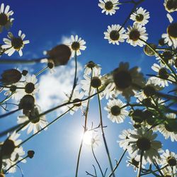 Low angle view of flowering plants against blue sky