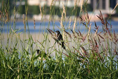 Plants growing on field by lake