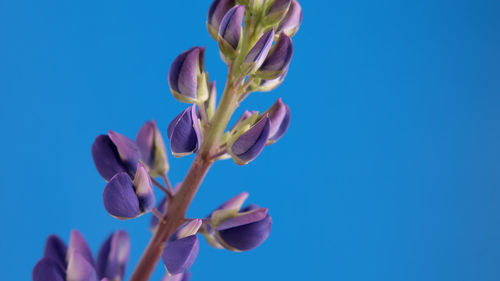 Low angle view of pink flowering plant against blue sky