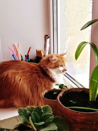 Cat on window sill at home