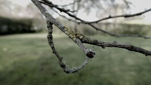 Close-up of bare branches