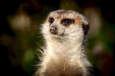 Close-up of an animal looking away