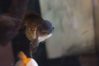 Fish swimming in sea