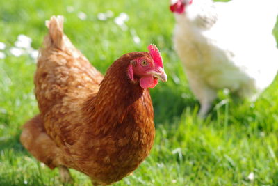 Close-up of chicken on field