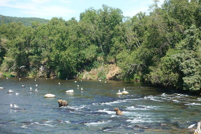 Ducks swimming in lake