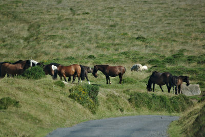 Horses grazing on field