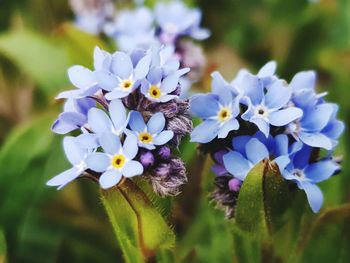 Close-up of purple flowering plant