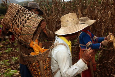 Man pouring sweetcorns in basket at field