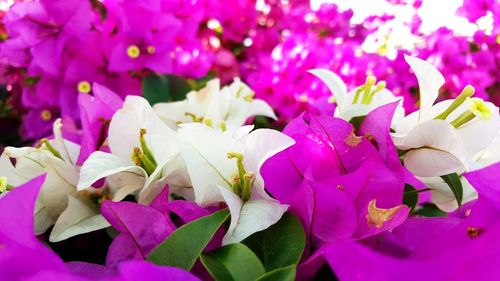 Close-up of purple flowers