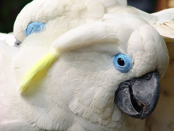 Close-up of blue-eyed cockatoo