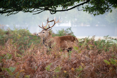 Deer in a field