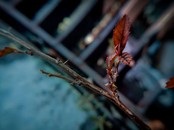 Close-up of leaves on plant during autumn