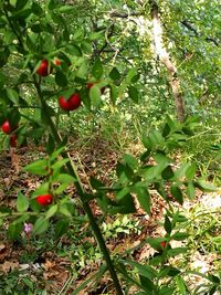 Close-up of fruits growing on tree